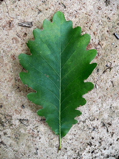 {Quercus michauxii}